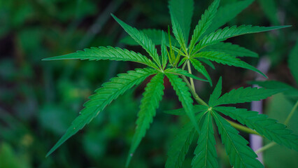 hemp leaf made cannabis crude oil medicine farm. herb agriculture weed leaf drug, green marijuana tree cannabis plant narcotic herbal in greenhouse medicine concept.