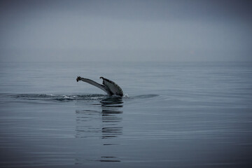 Fototapeta premium Humpback whales in Husavik Iceland.