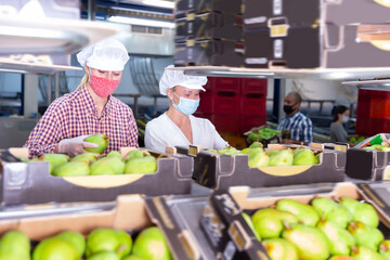 Young female workers in protective masks sort ripe pears into boxes for sale