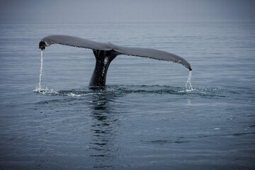 Humpback whales in Husavik Iceland.