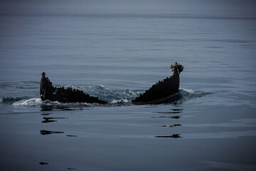 Humpback whales in Husavik Iceland.