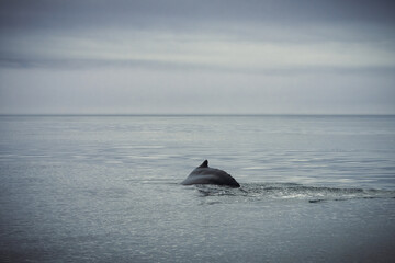Naklejka premium Humpback whales in Husavik Iceland.