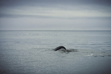 Obraz premium Humpback whales in Husavik Iceland.