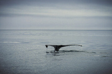 Fototapeta premium Humpback whales in Husavik Iceland.