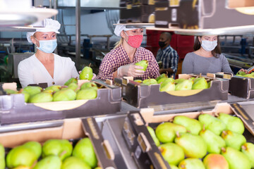 Serious female workers in protective masks sort ripe pears into boxes for sale.
