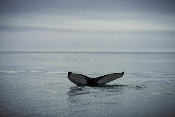 Fototapeta premium Humpback whales in Husavik Iceland.