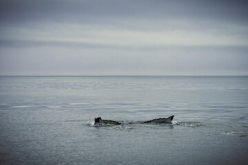 Humpback whales in Husavik Iceland.