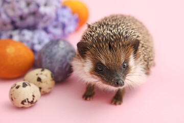 Cute hedgehog with Easter eggs and flowers on pink background, closeup