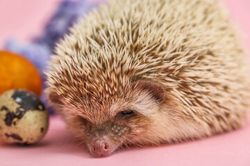 Cute hedgehog with Easter eggs and flowers on pink background, closeup