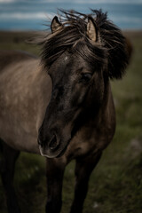 Fototapeta na wymiar Icelandic horses in the wild.