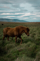 Icelandic horses in the wild.