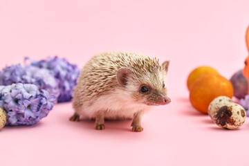 Funny hedgehog with Easter eggs and flowers on pink background © Pixel-Shot