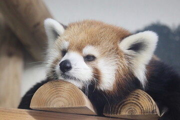 panda