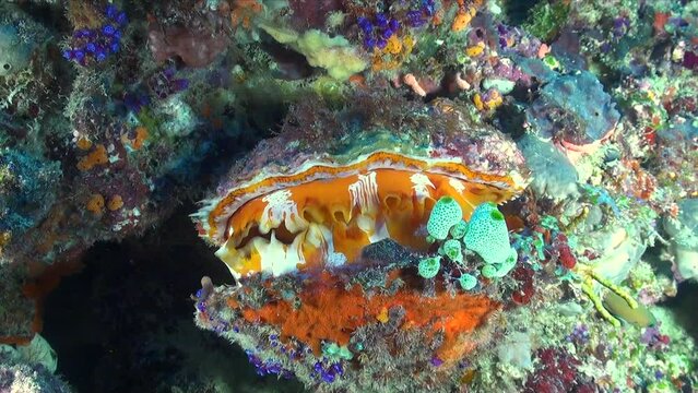 Orange Thorny Oyster closing on beautiful coral reef
