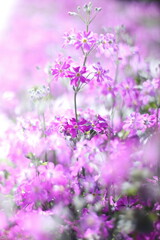 pink flowers of green grass