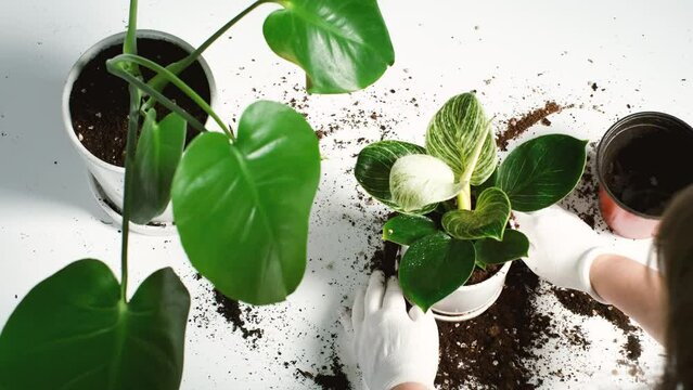 Transplanting philodendron and monstera plant into new pot on a white background close up.