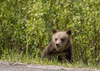 Grand Teton Grizzly cub being curious