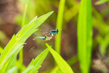 Douniang, an insect that lives on wild plants, is pairing