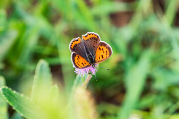 Butterfly, an insect flying on wild plants