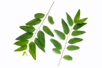 Eucalyptus leaves on white background.