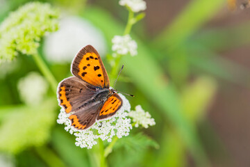 Obraz na płótnie Canvas Butterfly, an insect flying on wild plants