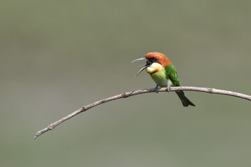 Chestnut-headed Bee-eater Head to back, orange, black eye band, neck and chest, bright yellow chest with small black and orange stripes, green body. Sticking to the branches.