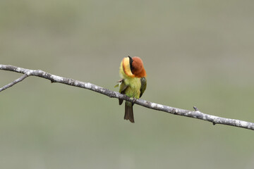 Chestnut-headed Bee-eater Head to back, orange, black eye band, neck and chest, bright yellow chest with small black and orange stripes, green body. Sticking to the branches.