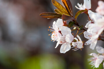 In spring, beautiful peach blossoms bloom on the peach trees in the fields