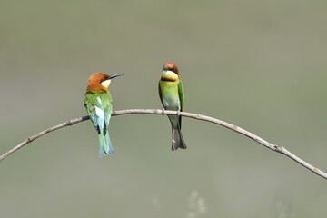 Chestnut-headed Bee-eater Head to back, orange, black eye band, neck and chest, bright yellow chest with small black and orange stripes, green body. Sticking to the branches.