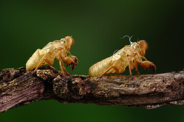 Cicada molting in tropical forest during summer season. Selective focus with copy space