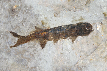 Fossil : Lycoptera Fish fossil from Liaoxi China, its lived from the late Jurassic to Cretaceous periods. Fish fossil © Cheattha