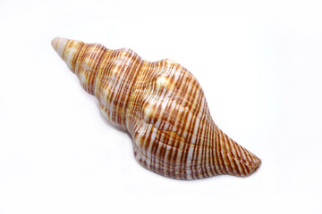 Seashell isolated on white background. Sea shell