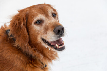 A senior golden retriever smiles after a fun day playing in Minnesota's winter snow land