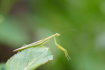 葉の上のカマキリ　カメラ目線