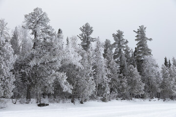 Hoar frost covers trees and forms feathery crystals in the humid Northern Minnesota air on Gunflint...