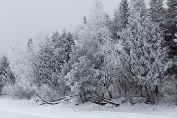 Hoar frost covers trees and forms feathery crystals in the humid Northern Minnesota air on Gunflint Lake near the Boundary Waters Canoe Area Wilderness