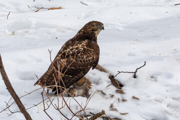 A juvenile Red-tailed Hawk preys upon an unsuspecting squirrel in the northern winter forests of Minnesota