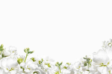 Fototapeta na wymiar Beautiful spring flowers background, Season theme, hello spring