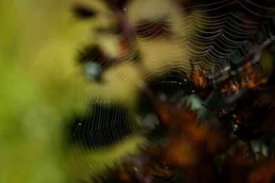 水滴をまとった蜘蛛の糸　蜘蛛の巣