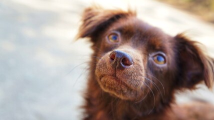 Brown puppy with super cute face and adorable eyes looking up to photographer.