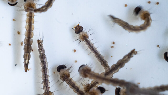 Bunch of a mosquito larvae swimming on water