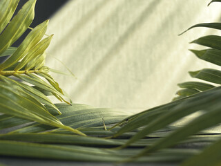 Lent Season,Holy Week and Good Friday concepts - closed up palm leaves in green background. Stock...