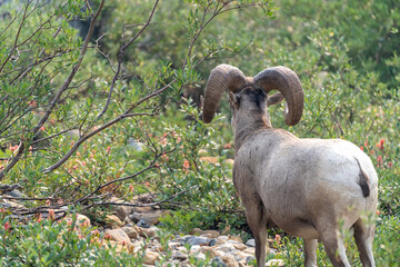 Ram bighorn sheep along the Grinnell Glacier trail in Glacier National Park USA