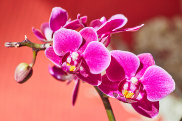 Fototapeta na wymiar Orchid flower branch of pink and yellow on red and white dragon Asian themed background