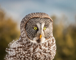 Portrait of Gret Greay Owl in wild