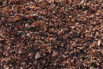 close up of deciduous leaf
