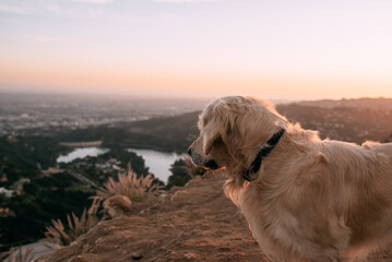 Golden Retriever dog looking at a sunset view of Los Angeles