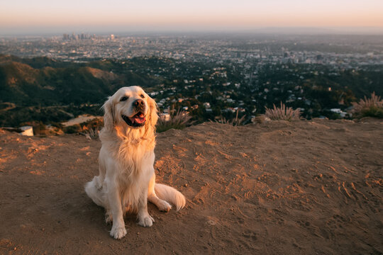Happy golden retriever dog on a hill with a sunset view of Los Angeles