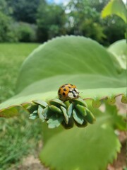 ladybird on a leaf