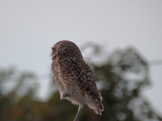 burrowing owl